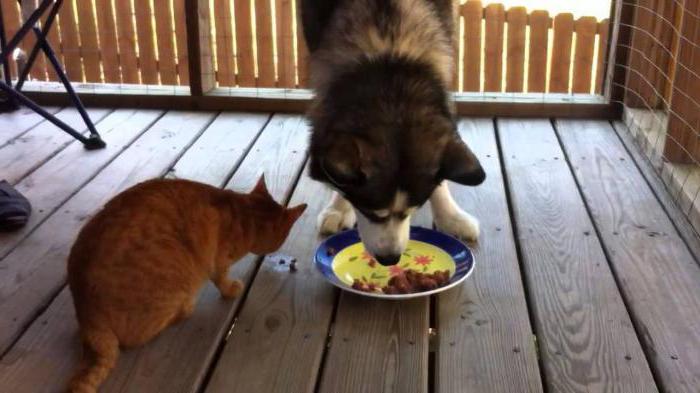 как кормить собаку кошачьим сухим кормом