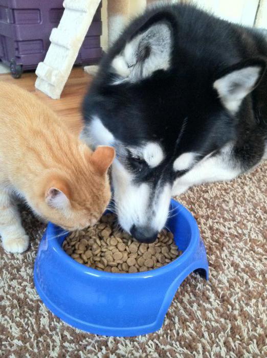 можно ли кормить кота собачьим сухим кормом