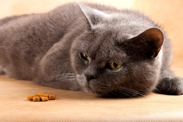 Почему кошка не ест и не пьет — что делать?