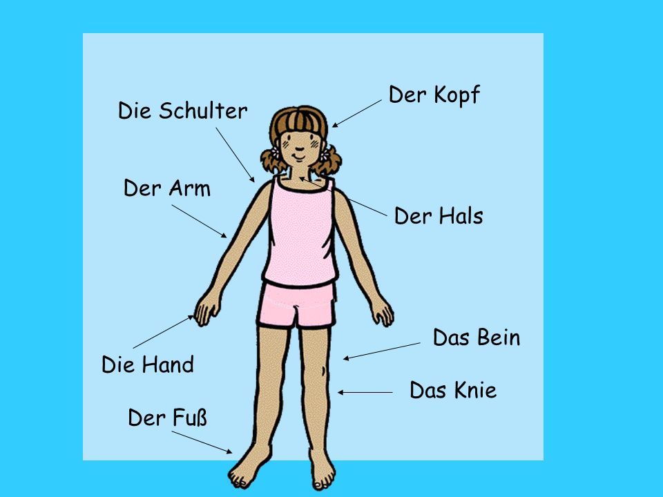 части тела на немецком языке