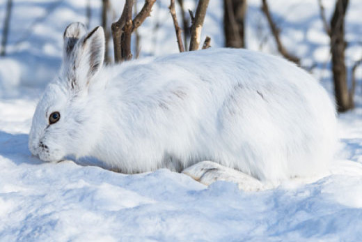 Заяц беляк сливается со снегом