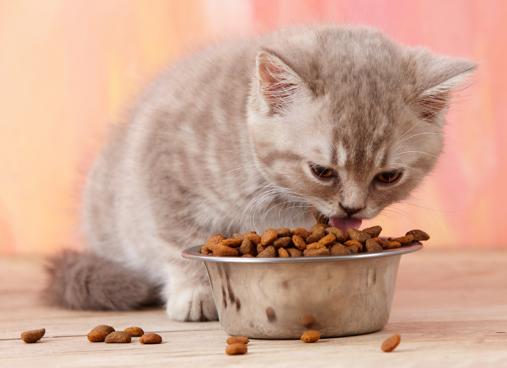 Чем кормить котят