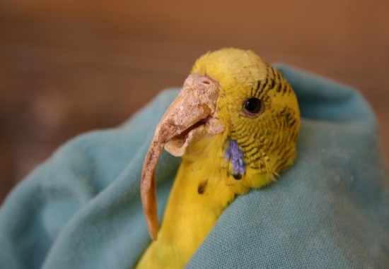 Болезни клюва волнистых попугаев
