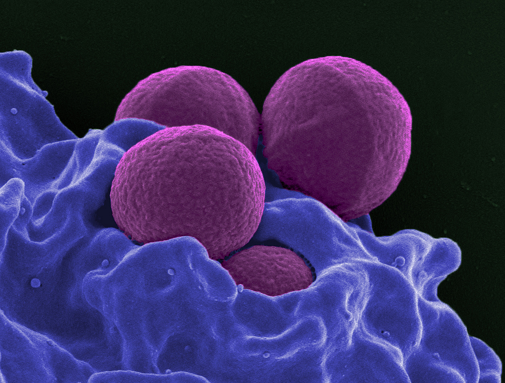 патогенные микроорганизмы