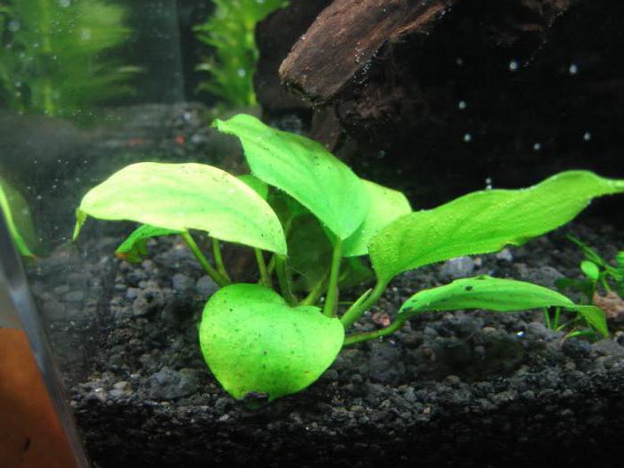 аквариумные растения анубиасы условия содержания