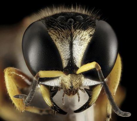 яд бразильской осы убивает раковые клетки