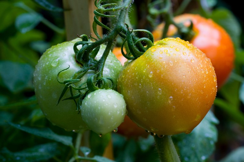 Выращивание помидор в грунте