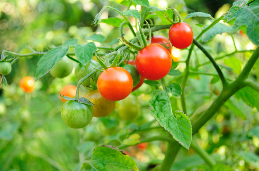 Домашние помидоры выращивание