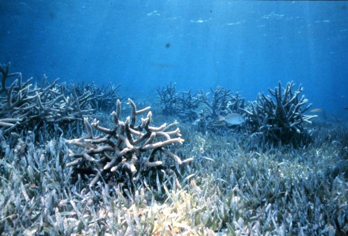 коралловый кальций