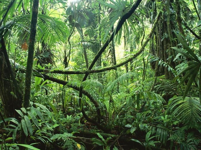 влажно экваториальные леса растени