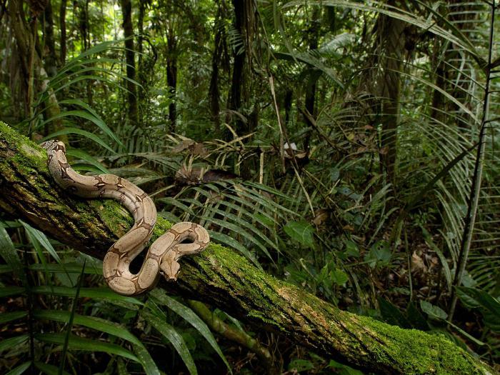 животные и растения экваториальных лесов 