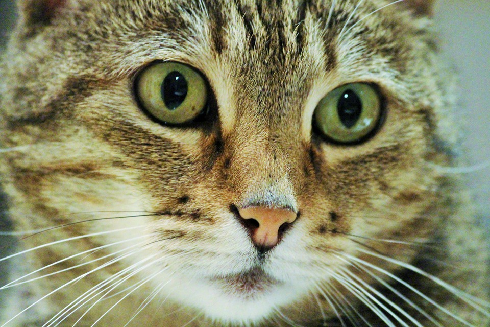 сонник глаза кошки