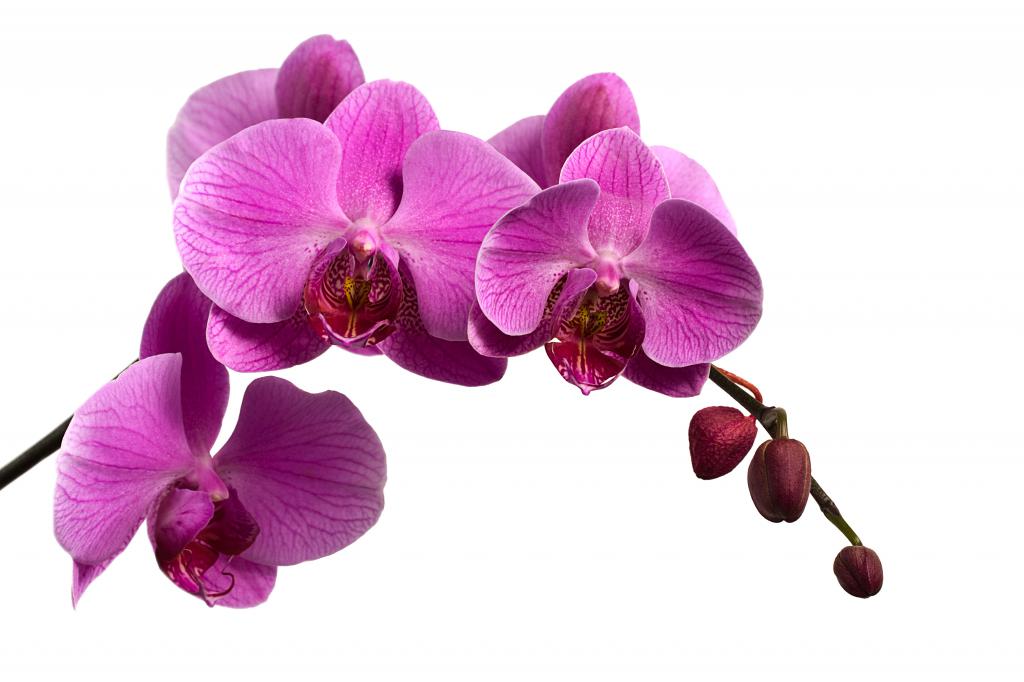 Поза "Орхидея" - описание, технология, особенности и отзывы