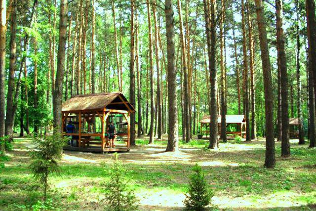 Сосновый Бор парк Новосибирск