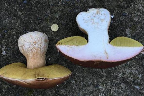 белый гриб сосновый фото