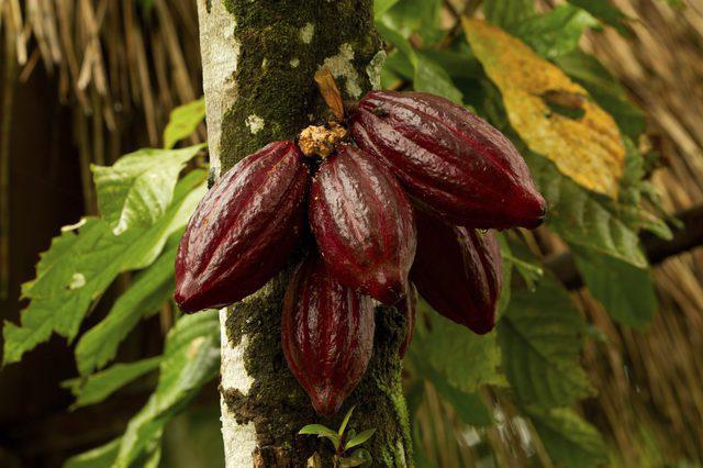 Какао польза и вред для здоровья