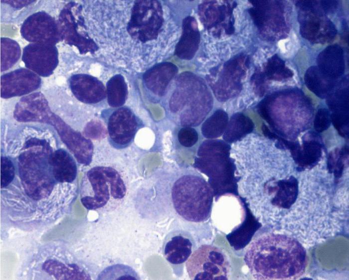 макрофаги тип белых кровяных клеток