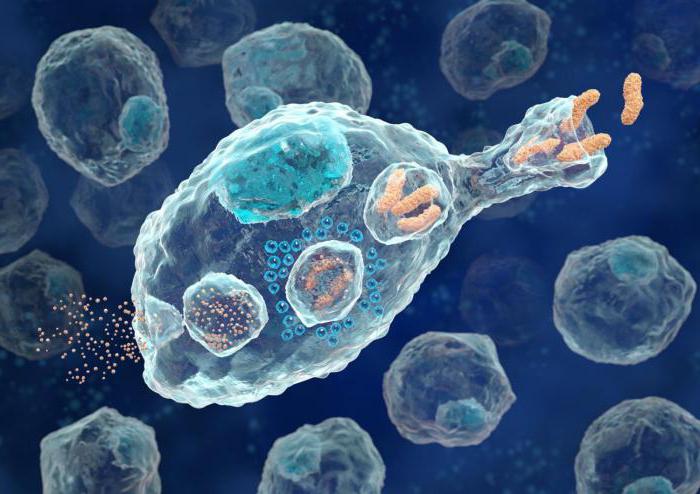макрофаги клетки иммунитета 