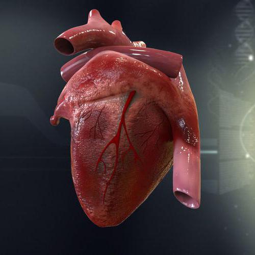 физиология сердца