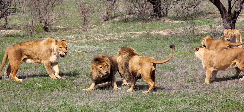 Львы в сафари-парке
