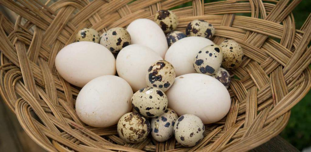 Яйца с высоким содержание белка