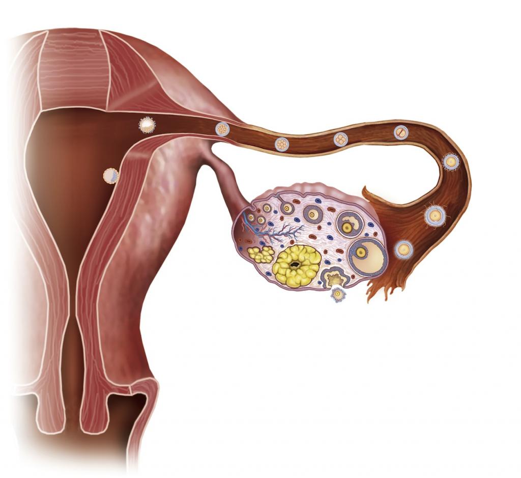 анатомия женских полов органов