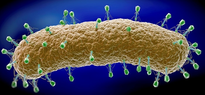 стафилококковый бактериофаг отзывы при золотистом стафилококке