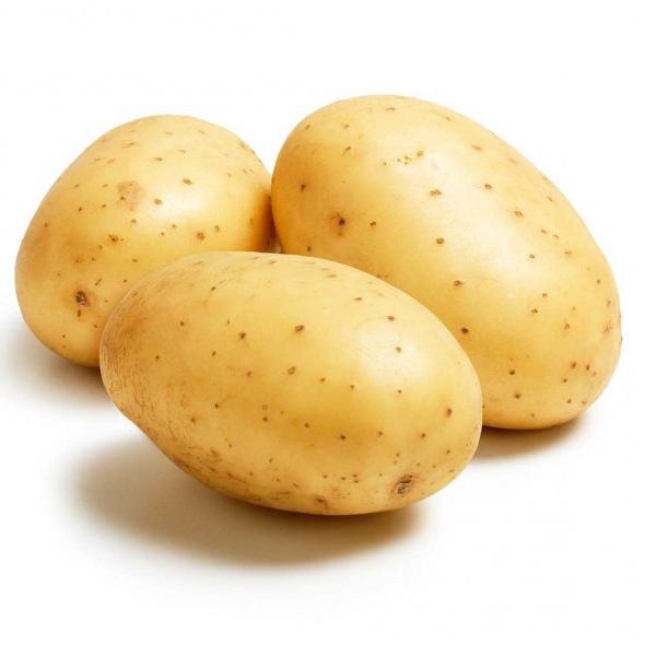 Сорт картофеля янка характеристика отзывы