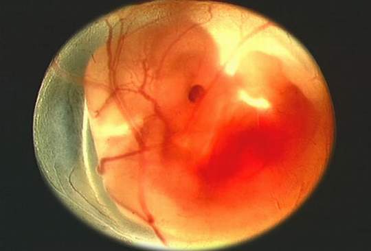 8 месяцев беременности формирование эмбриона