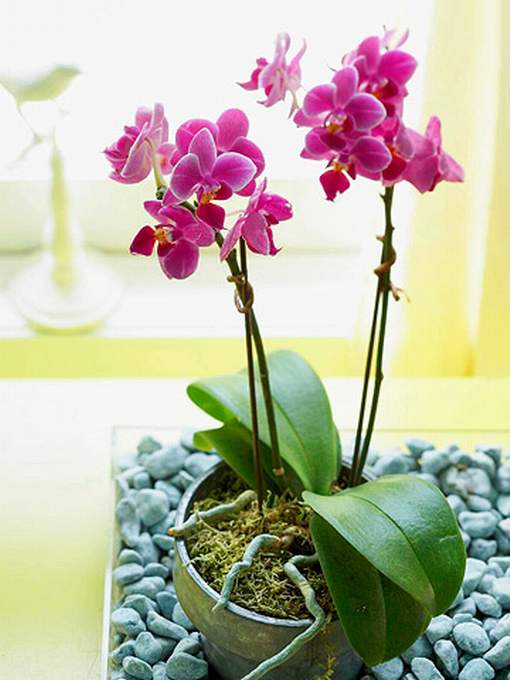 Пересадка орхидеи в домашних условиях пошагово