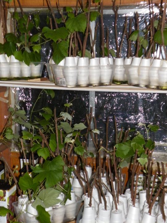 Размножение винограда черенкованием в домашних условиях