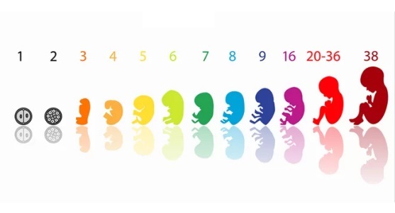 Признаки при беременности на ранних сроках до задержки: основные симптомы
