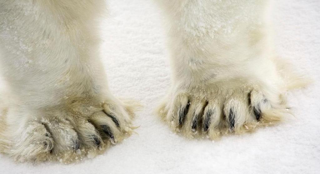 Ноги взрослого белого медведя