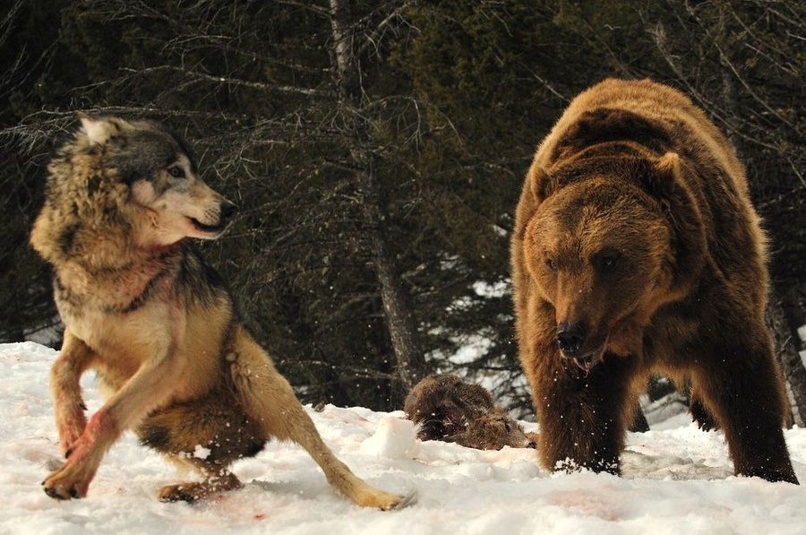 Медведь гризли и волк