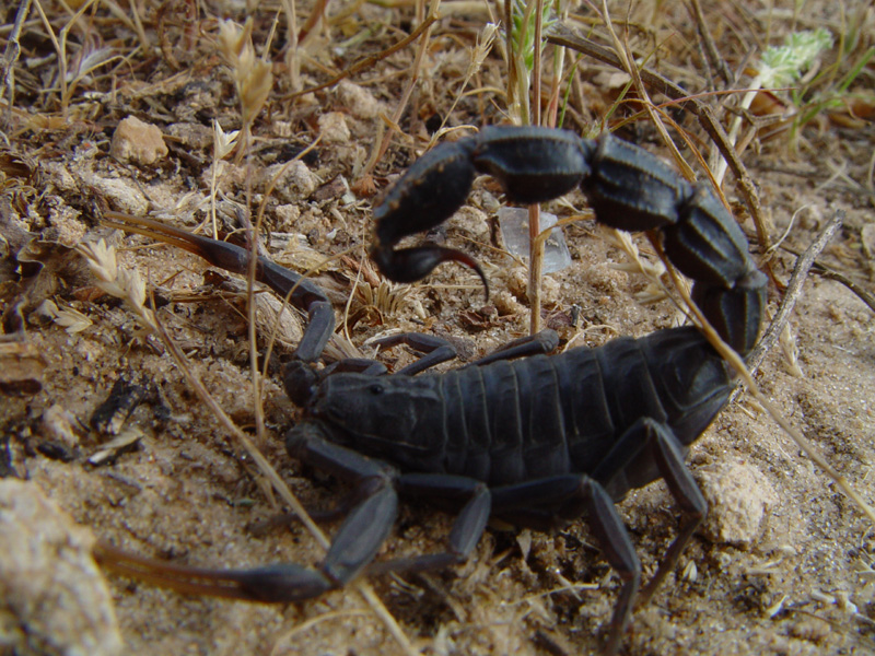Тостохвостый скорпион
