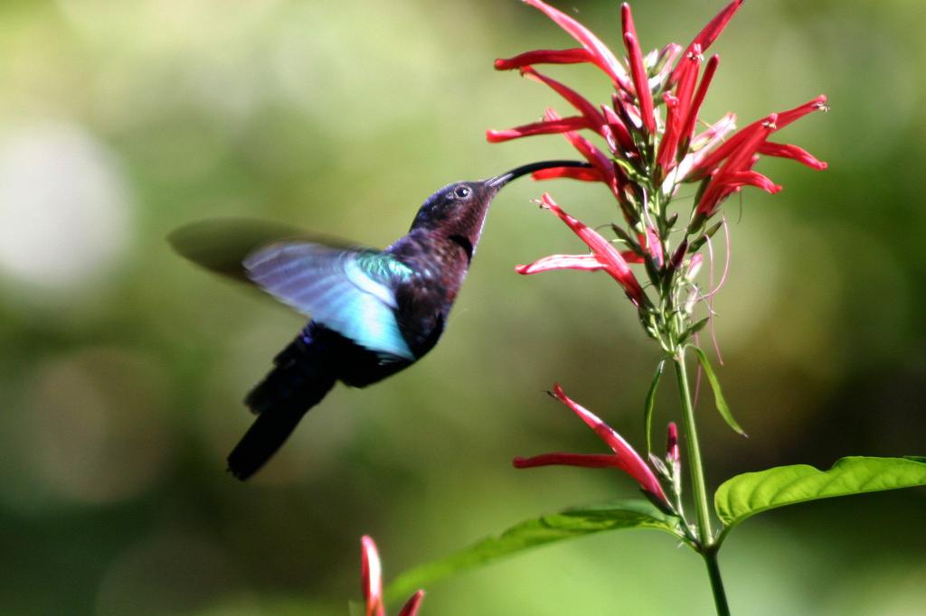 Птица колибри-пчелка