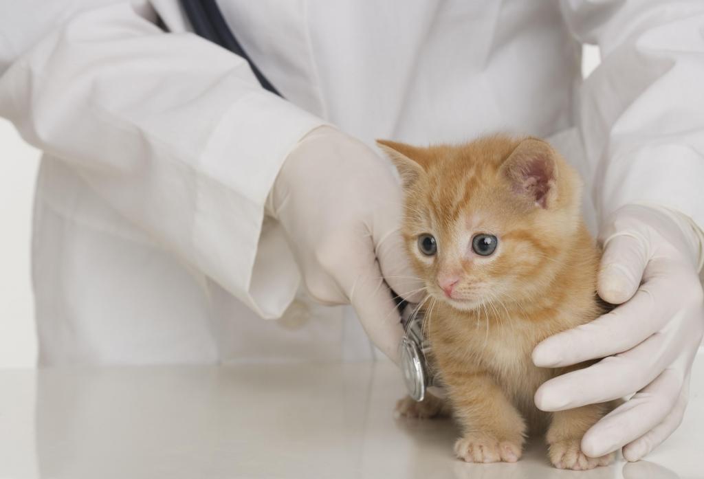 У котенка запах изо рта: причины, возможные заболевания и советы ветеринаров