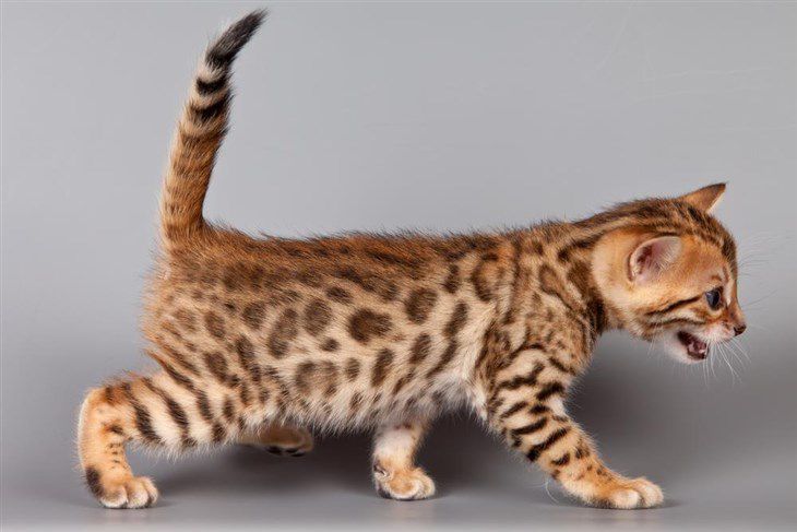котенок бенгальской кошки