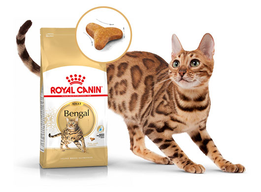 Корм для бенгальских кошек: виды, состав, советы по выбору. Корм для кошек Royal Canin