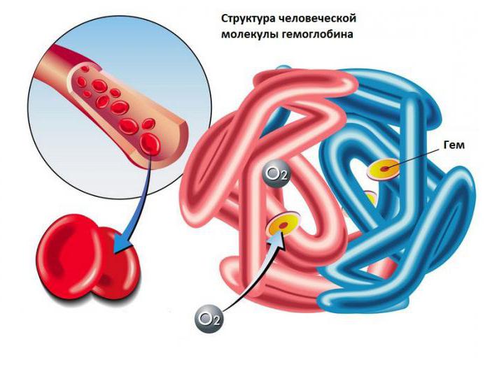 какой микроэлемент входит в состав гемоглобина эритроцитов 
