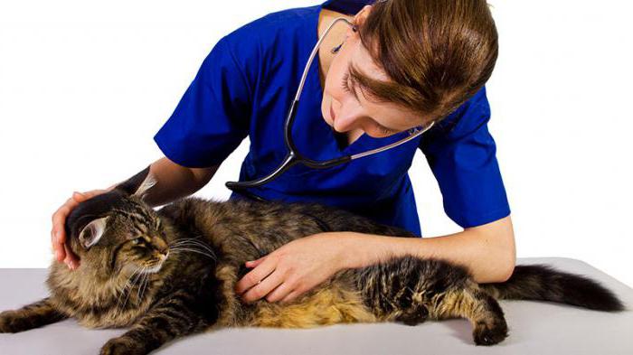 ринотрахеит у кошек Симптомы и лечение 