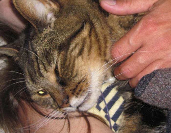 Ринотрахеит у кошек: причины заболевания