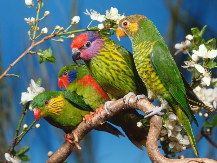 породы говорящих попугаев