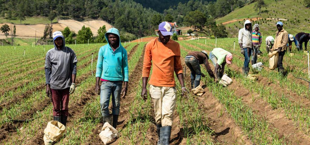 Гаити сельхоз-работы