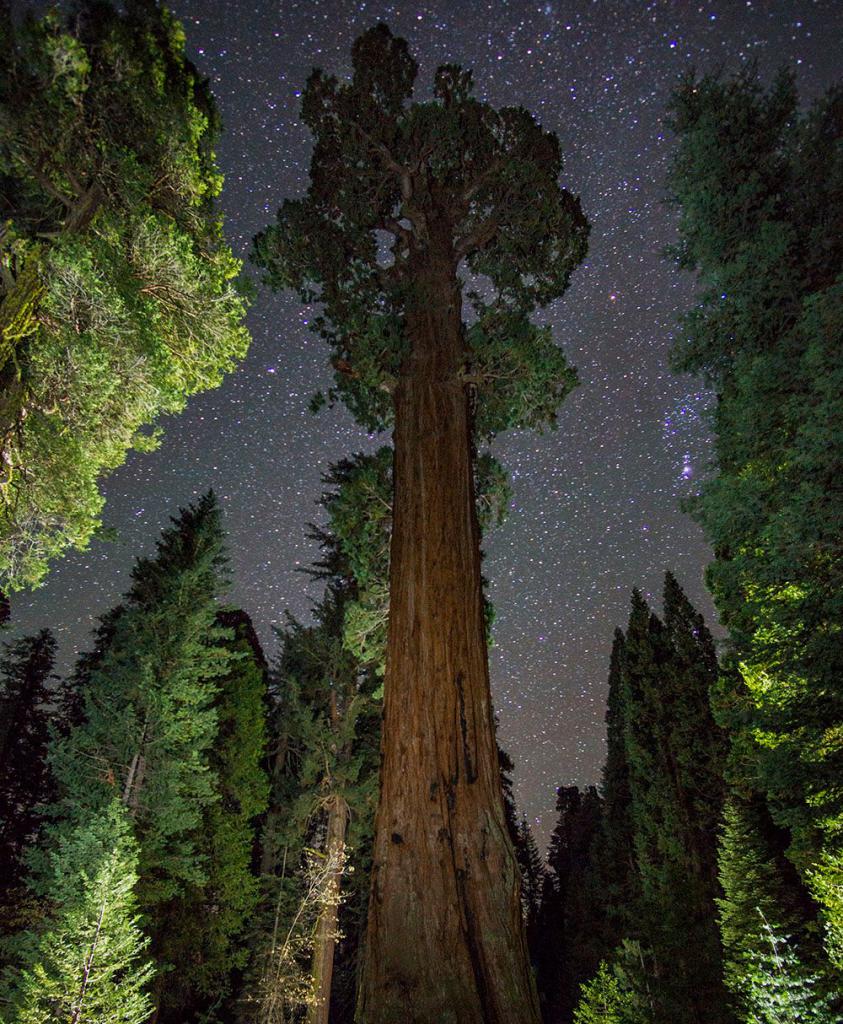 Название самого большого дерева в мире