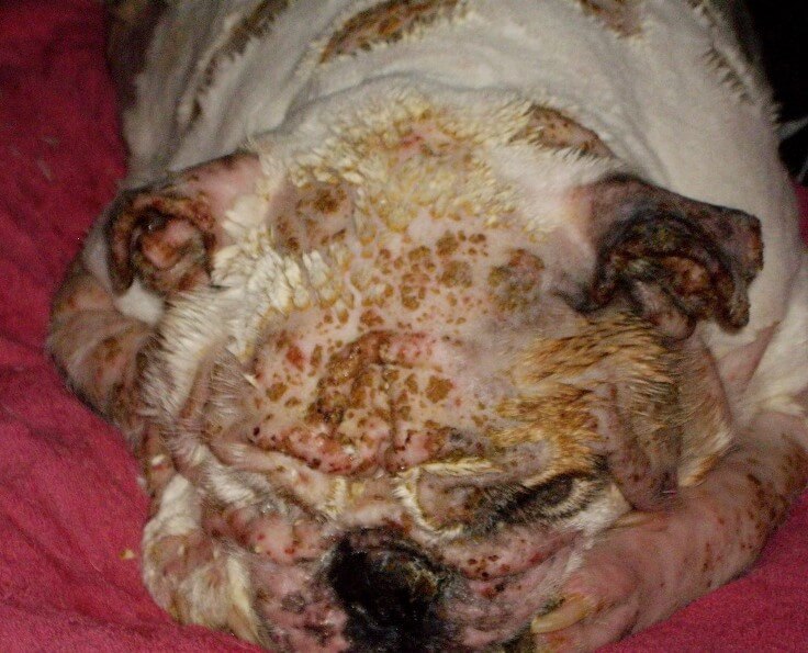 Дерматологические заболевания у собак; изображения