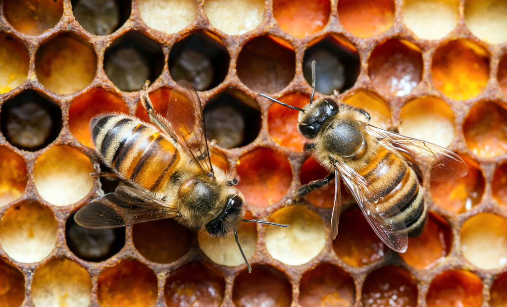 пчелиные соты