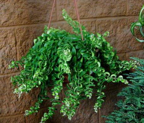 комнатные цветы эсхинантус фото выращивание уход размножение