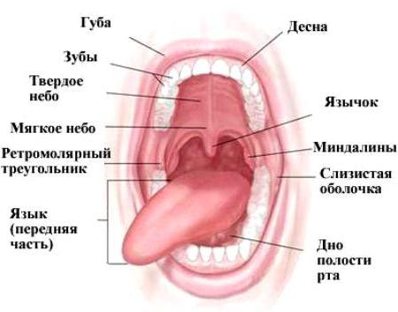 Строение полости рта 