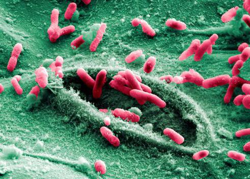 E coli лактозонегативные повышены 